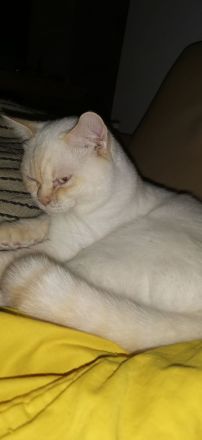 Super niedlicher Deckkater, Bkh Weiß Red Point