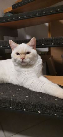 Super niedlicher Deckkater, Bkh Weiß Red Point