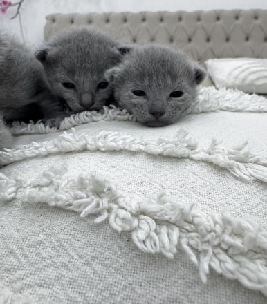 Russisch Blau Kitten mit Stammbaum