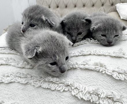 Russisch Blau Kitten mit Stammbaum