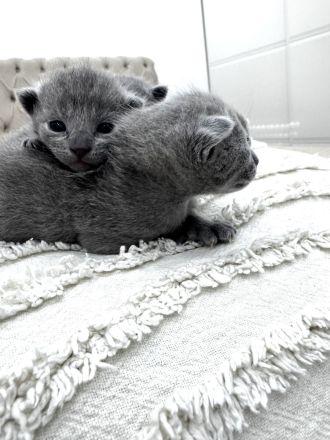 Russisch Blau Kitten mit Stammbaum