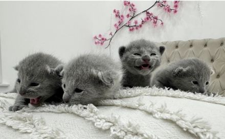 Russisch Blau Kitten mit Stammbaum