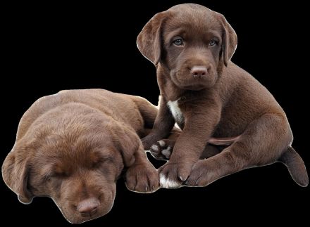 braune Labradorwelpen