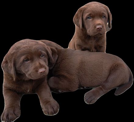 braune Labradorwelpen