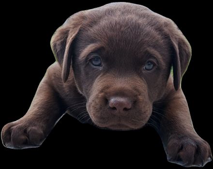 braune Labradorwelpen