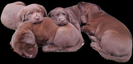 braune Labradorwelpen