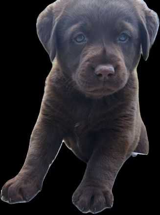 braune Labradorwelpen