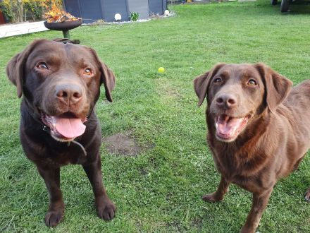 braune Labradorwelpen