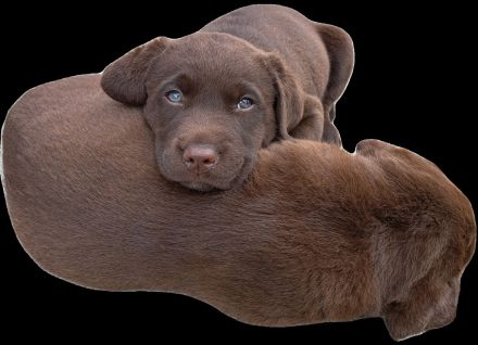 braune Labradorwelpen