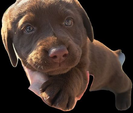 braune Labradorwelpen