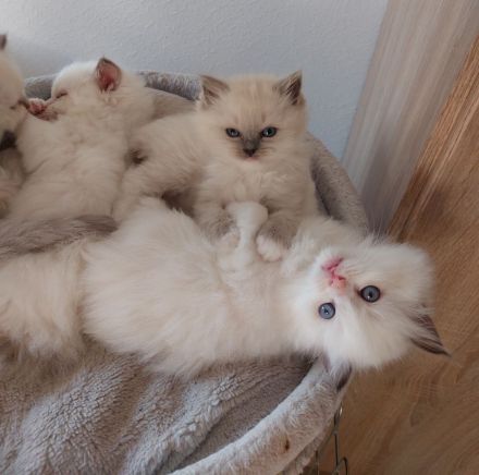 von der Königslinie