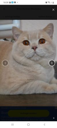 Wunderschöne reinrassige BKH-Kätzchen mit Stammbaum