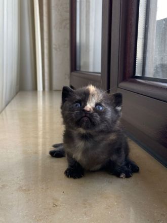 Wunderschöne reinrassige BKH-Kätzchen mit Stammbaum