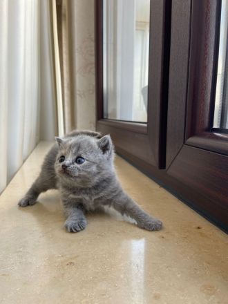 Wunderschöne reinrassige BKH-Kätzchen mit Stammbaum