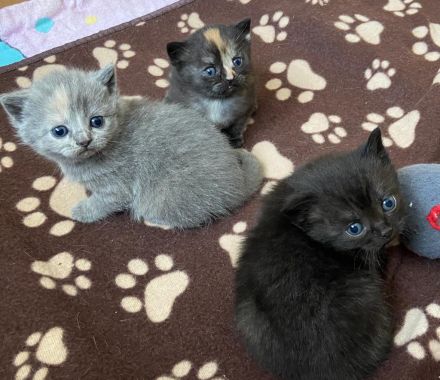 Wunderschöne reinrassige BKH-Kätzchen mit Stammbaum