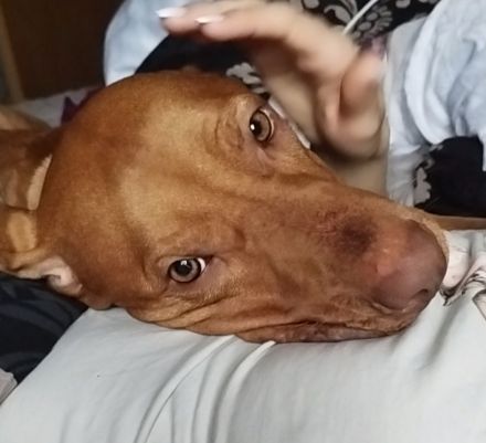 Karli sucht dringend ein neues Zuhause!