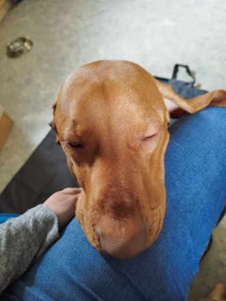 Karli sucht dringend ein neues Zuhause!