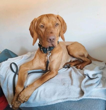 Karli sucht dringend ein neues Zuhause!