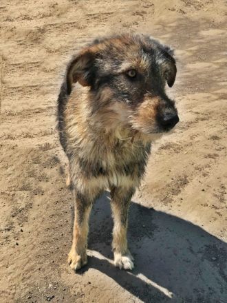 Benji, freundlich