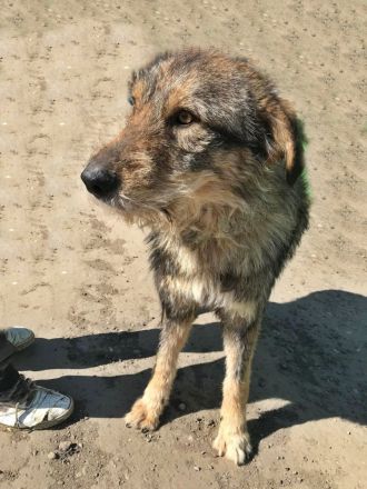 Benji, freundlich