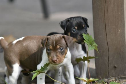 Brasilianische Terrier / Terrier Brasileiro Welpen mit FCI Stammbaum