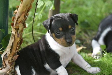 Brasilianische Terrier / Terrier Brasileiro Welpen mit FCI Stammbaum