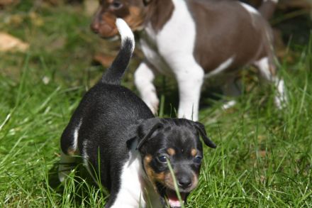 Brasilianische Terrier / Terrier Brasileiro Welpen mit FCI Stammbaum