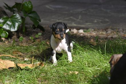 Brasilianische Terrier / Terrier Brasileiro Welpen mit FCI Stammbaum