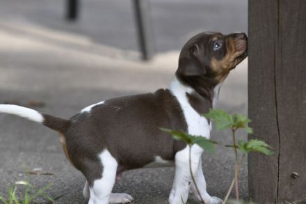 Brasilianische Terrier / Terrier Brasileiro Welpen mit FCI Stammbaum