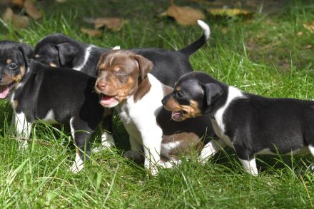 Brasilianische Terrier / Terrier Brasileiro Welpen mit FCI Stammbaum