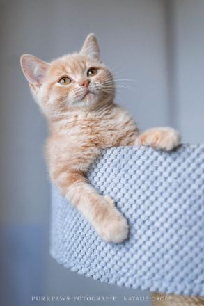 2 BKH Kater mit Stammbaum