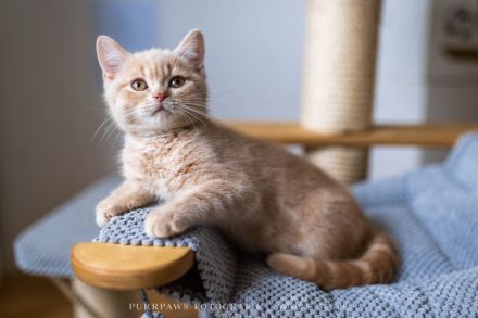 2 BKH Kater mit Stammbaum