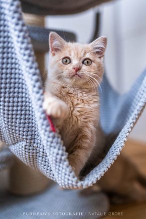 2 BKH Kater mit Stammbaum