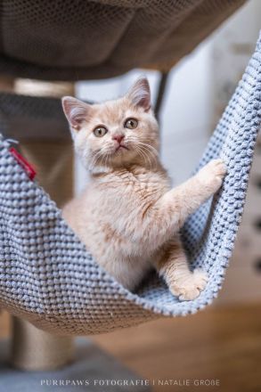 2 BKH Kater mit Stammbaum