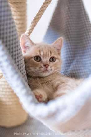 2 BKH Kater mit Stammbaum