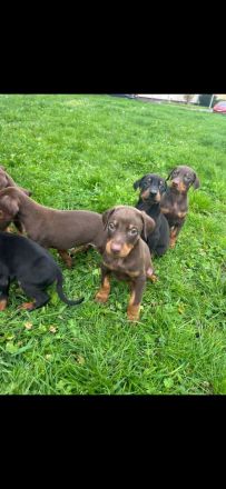 Dobermannwelpen