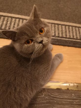 Letzte Reinrassige BKH Teddy Kitte Mädchen in Grau/Blue ! ! !