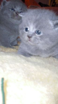 Letzte Reinrassige BKH Teddy Kitte Mädchen in Grau/Blue ! ! !