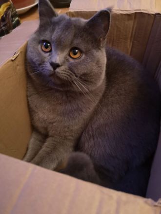 Letzte Reinrassige BKH Teddy Kitte Mädchen in Grau/Blue ! ! !