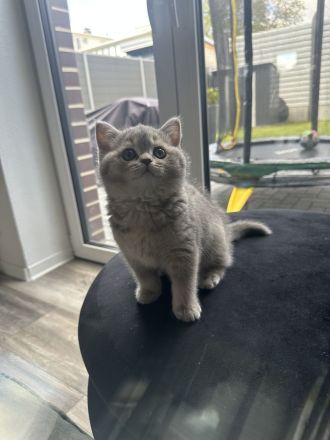 BKH kitte zum abgeben