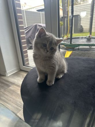 BKH kitte zum abgeben