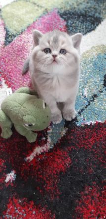 BKH kitte zum abgeben