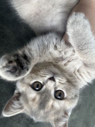 BKH kitte zum abgeben