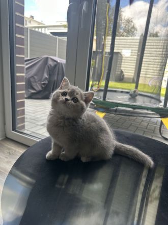 BKH kitte zum abgeben