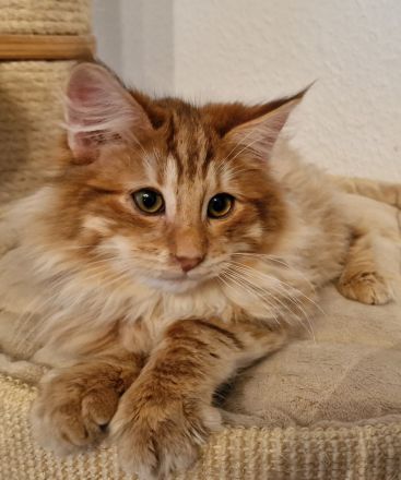 Norwegische Waldkatze in amber