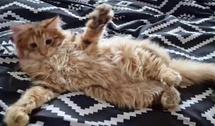 Norwegische Waldkatze in amber