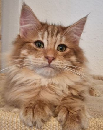 Norwegische Waldkatze in amber