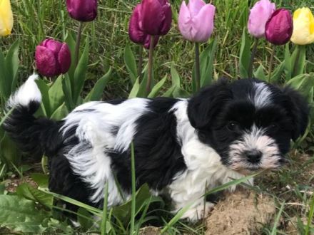 Havanesermixwelpen