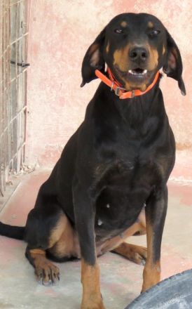 Koulia, weiblicher Hound-Mix