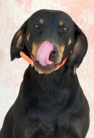 Koulia, weiblicher Hound-Mix